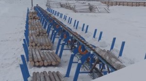 Работа линии сортировки круглого леса