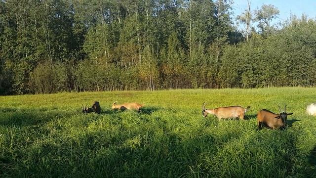Гриб Головач.Урожай морковки.Пятница - чистка крыши.