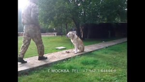 ДРЕССИРОВКА СОБАК В МОСКВЕ