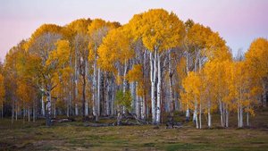 Картинка осень. США, деревья, березы, лес, Юта | Gambar usum gugur. AS, tatangkalan, gugur, Birch