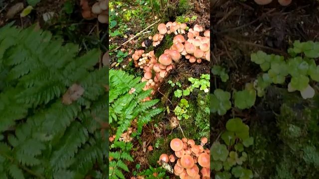 Опята.Как отличить ложные опята.Грибы. #shortvideo  #грибы #природа