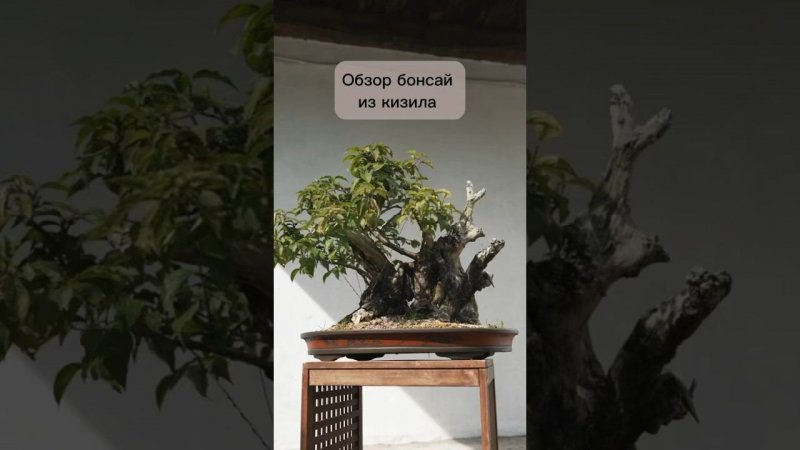 Обзор бонсай из кизила. #бонсай #bonsai #ниваки #сад #андрейдарусенков #кизил