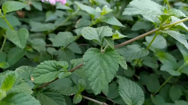 TANAMAN PEMIKAT KUPU-KUPU - TANAMAN HIAS BUNGA LANTANA (LANTANA CAMARA) || Aneka Flora смотреть онлайн