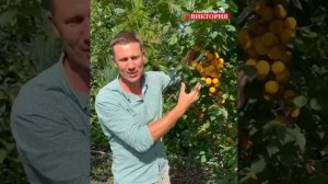 абрикос Петр комаров