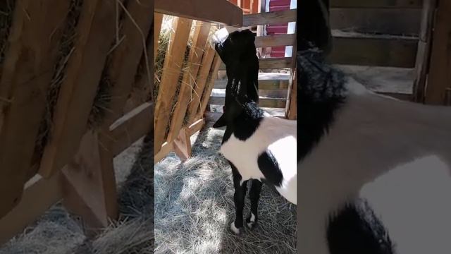 продажа козочки гулаби смотреть онлайн