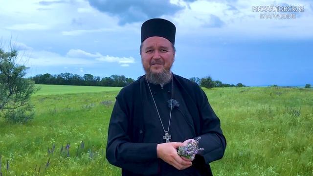 Благословенная аптека: чабрец, тимьян, фимиам (полезные свойства чабреца)