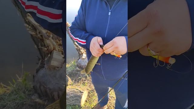 Ловля Щуки / Бешеный Клёв 2/ Отпускаем карандашей/ Рыбалка В Тамбове #fishing #car #tarot