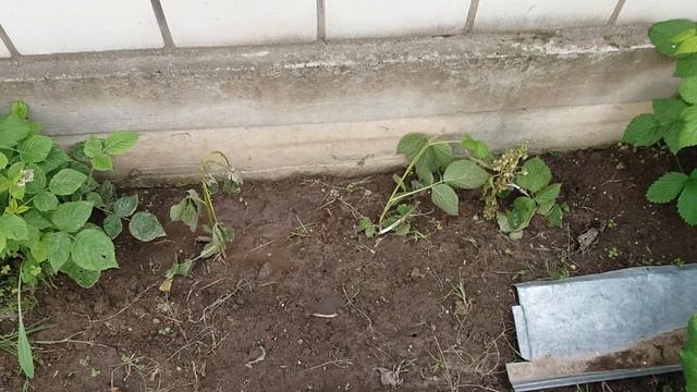 Как спасти цветы/Видео № 113 смотреть онлайн