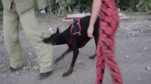 Защита собакой хозяина, при нападении.