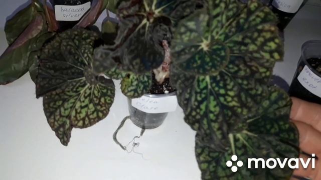 КОМНАТНЫЕ РАСТЕНИЯ(ЦВЕТЫ).ПОСЫЛКИ С НОВИНОЧКАМИ.