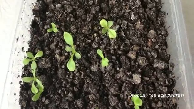 От чего может погибнуть рассада. Как бороться.mp4 смотреть онлайн