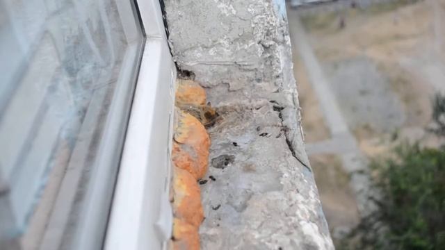 Летучая мышь под подоконником смотреть онлайн