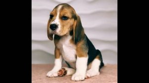 Бигль Бисквит ❣️ щенок бигля 2 месяца