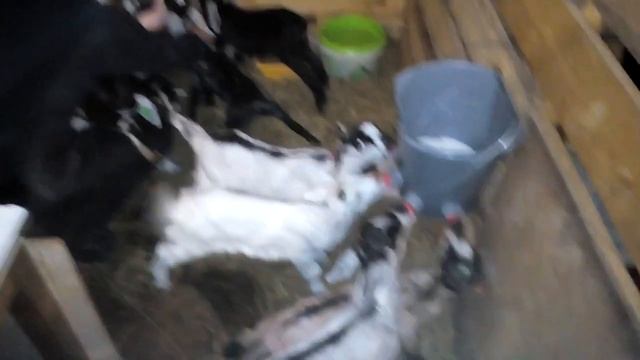 Козлята ламанчи,камори,шами,ангорки на продажу смотреть онлайн