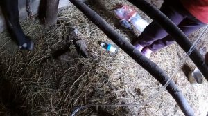 Стал "желудок" у коровы. Как я лечил ее