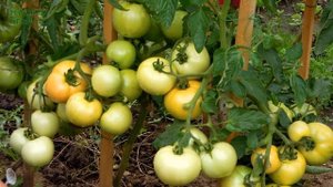 Томат НАСТЕНА F1! Обзор сортов ТОМАТОВ! Советы от ЗЕЛЕНОГО ОГОРОДА!