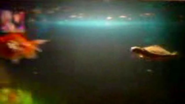 Черепашка Ниндзя против Золотой рыбки смотреть онлайн