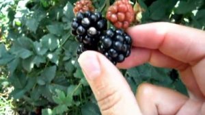 Характеристика ежевики Оркан.
