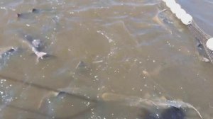 Веслонос в садках.