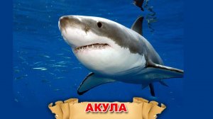 Изучаем слова. Морские животные. Обучающее видео.