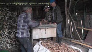 Корень  солодки добыли, отмыли, разрезали, осталось отдать.   23. 07. 2017