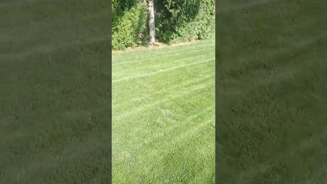 Как восстановить газон за две недели смотреть онлайн