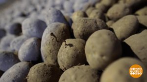 Каждому овощу - свое овощехранилище. Доброе утро. Фрагмент выпуска от 24.10.2022