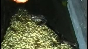 ручной тритон