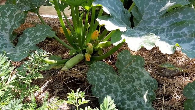 Важная подпитка в Августе под Кабачки, горы урожая с помощью натуральных удобрений смотреть онлайн