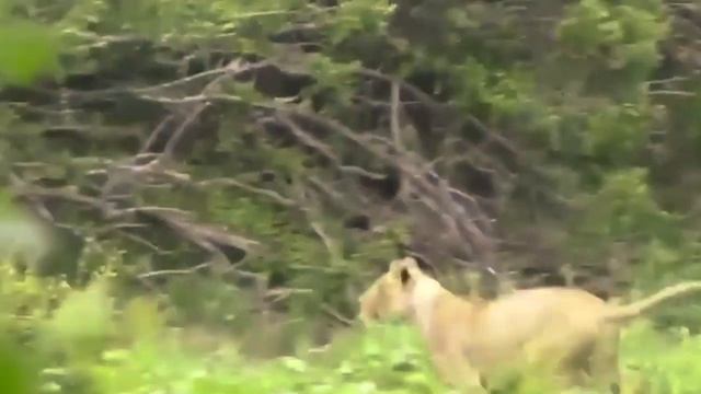 Буйволы нападают на львицу
