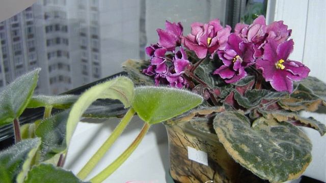 НИЧЕГО СЕРЬЕЗНОГО, ПРОСТО ЦВЕТЫ смотреть онлайн