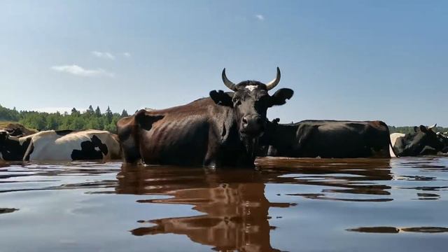 Корова в воде, Лесютино смотреть онлайн