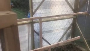 Курятник из поликарбоната