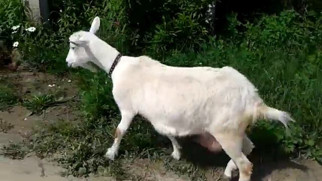 Коза с большим выменем смотреть онлайн