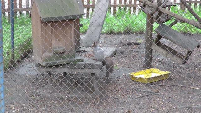 Белка в парке Антошка - балдеет))Кемерово смотреть онлайн