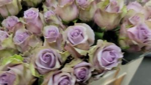 Růže Samantha Bridal - Florea.cz