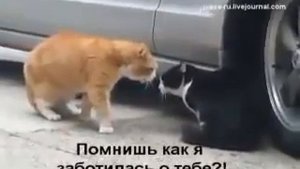 Жена кошка ругает своего мужа кота