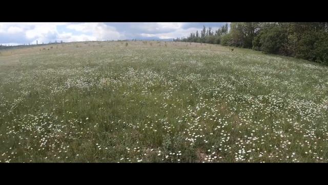 КРЫМ.Ромашковое поле близ Симферополя.Крым 2020.Минутка вашего времени