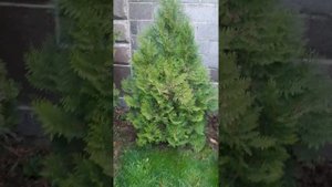 Пересадили🌾 и удобрили💧 туи🌲 из горшков, приживутся⁉️🧐🤔 Удобряли Корневином. #туи #хвойныерастения