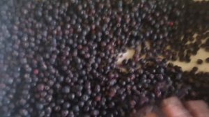 Ирга полезная ягода