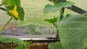 ОПРЫСКАЙТЕ ТАК 1 РАЗ И БОЛЕЗНИ НЕ СТРАШНЫ! ОБРАБОТАЙТЕ ЭТИМ ОГУРЦЫ, ТОМАТЫ, ПЕРЦЫ! Перекись водород