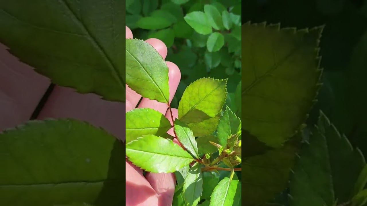 Саженцы декоративных растений. Каталог на вацапе 89193271772 смотреть онлайн