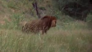 Лев против медведя гризли