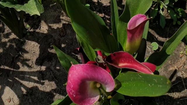 Обзор роз на самой солнечной клумбе ? смотреть онлайн