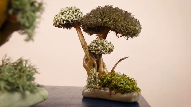 Эксклюзив 2018 - Дерево из лечебной Цетрарии! смотреть онлайн