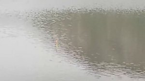 Рыбалка В Минеральных Водах П. Ленинский