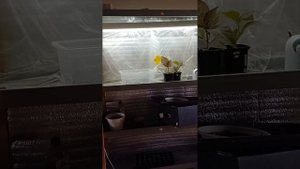 Доращивание черенков крупнолистной гортензии в домашних условиях. Необходимые условия.