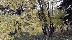 БАРХАТ АМУРСКИЙ, осенние тона