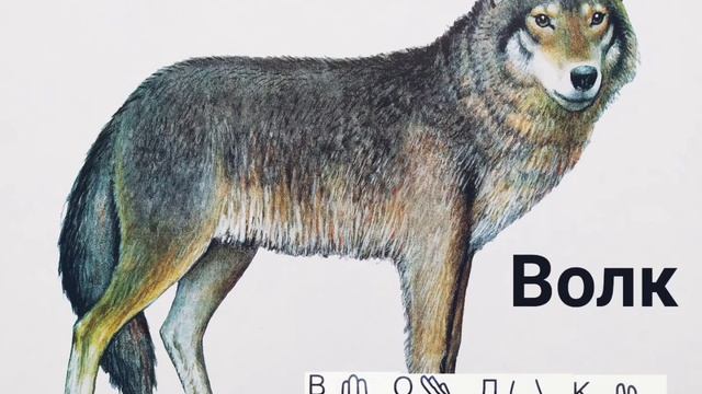 "ДИКИЕ ЖИВОТНЫЕ" 1 часть с ДАКТИЛЕМ.