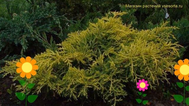 Можжевельник пфитцериана Голден Сауке. Краткий обзор, описание juniperus x pfitzeriana Golden Sauce смотреть онлайн